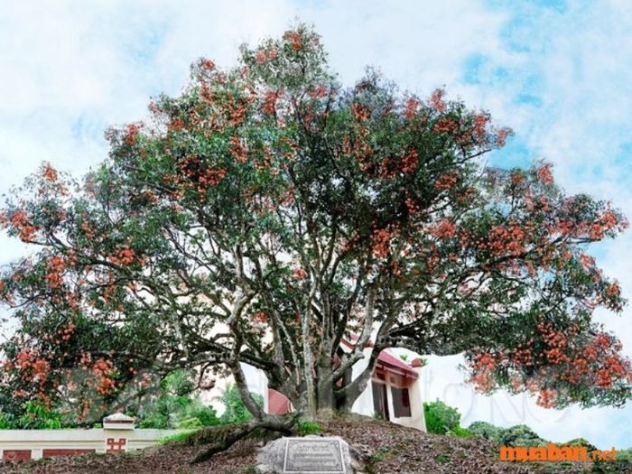 Cây vải tổ, một trong những cây vải lâu đời và đặc biệt, được coi là biểu tượng của sự may mắn và trường thọ. Đây không chỉ là cây vải, mà còn là một điểm đến tâm linh có ý nghĩa sâu sắc trong lòng người dân địa phương.