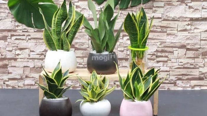 Người mệnh Thủy nên trồng cây gì?