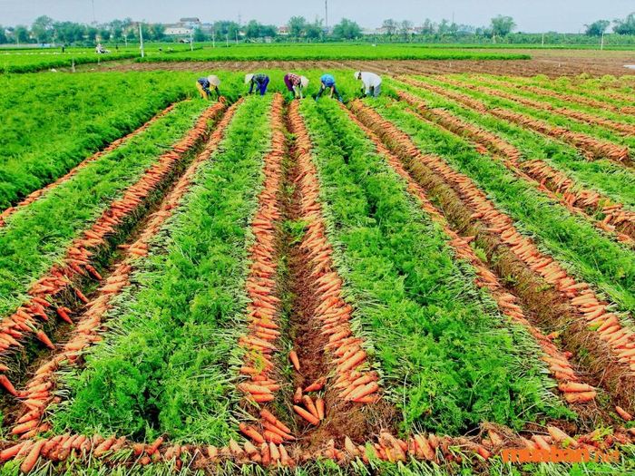 Cánh đồng cà rốt Hải Dương