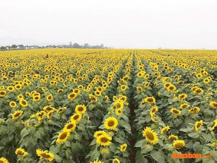 Địa chỉ: huyện Cẩm Giàng, Chí Linh, Hải Dương.
