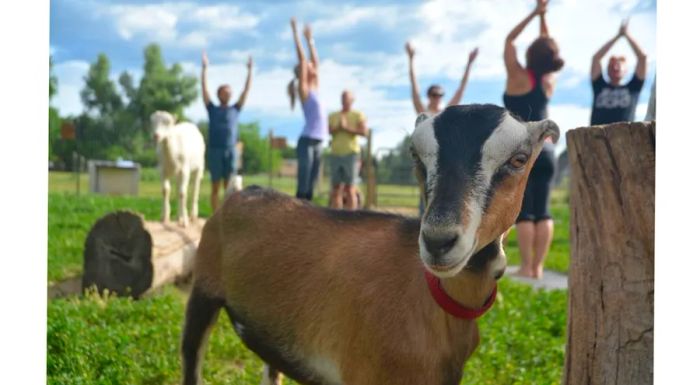 Yes, it's actual goat yoga.