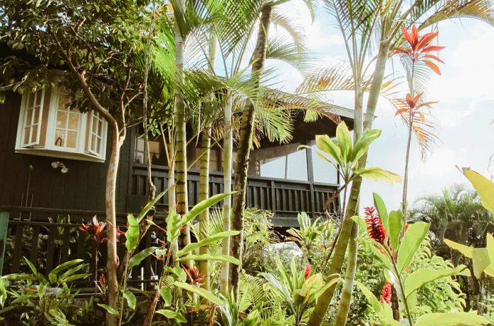 A brown house with a white-framed window and a spacious porch, surrounded by lush tropical plants.