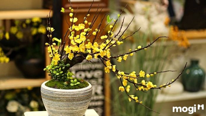 hoạt động ngày tết