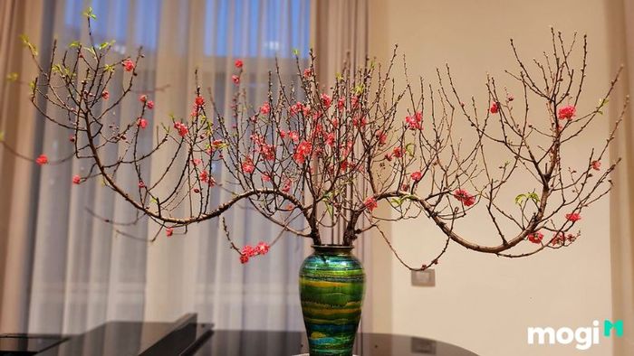 hoạt động ngày tết