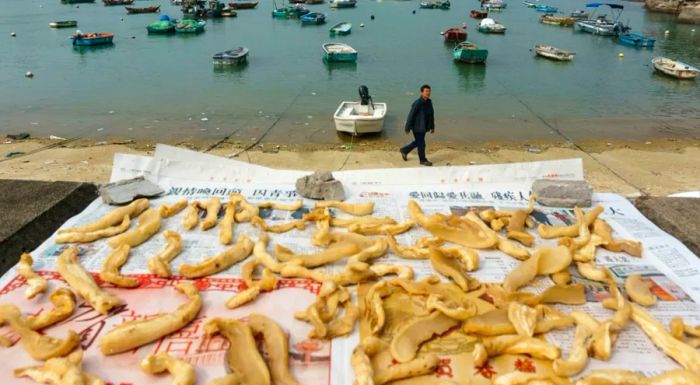 If shrimp on toast isn't available, why not sample some dried fish maw instead?