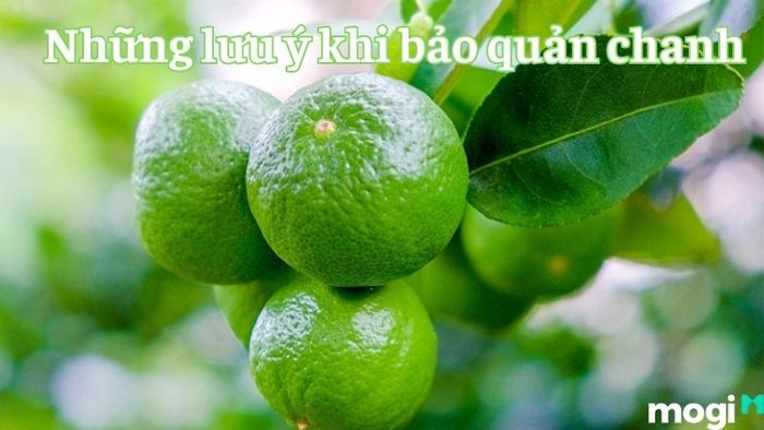 Cách bảo quản chanh