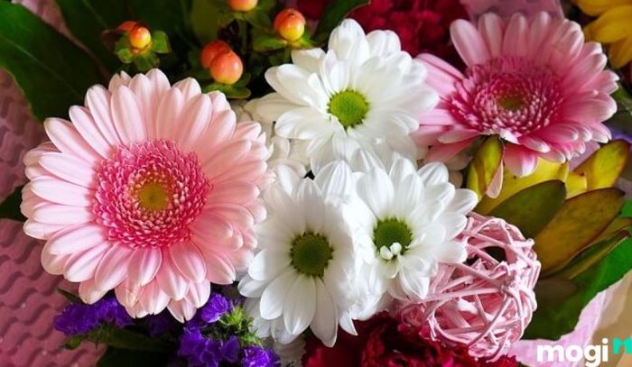 Hoa Đồng Tiền được nhiều người yêu thích vì chúng có thể trưng bày lâu mà vẫn tươi đẹp.