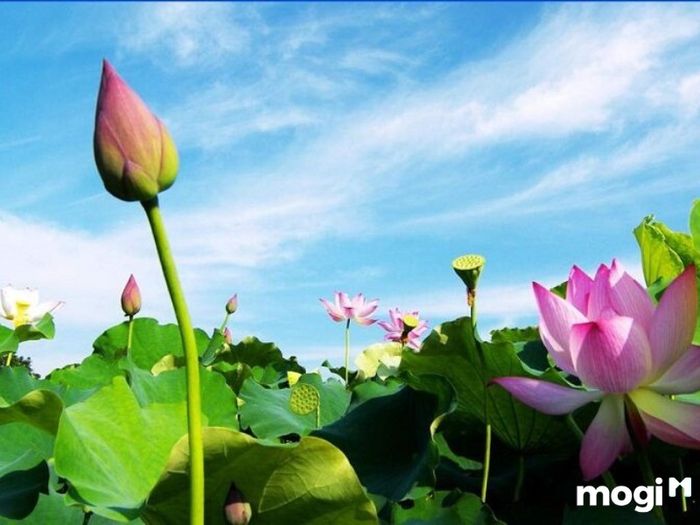 Ý Nghĩa Của Hoa Sen Trong Văn Hóa