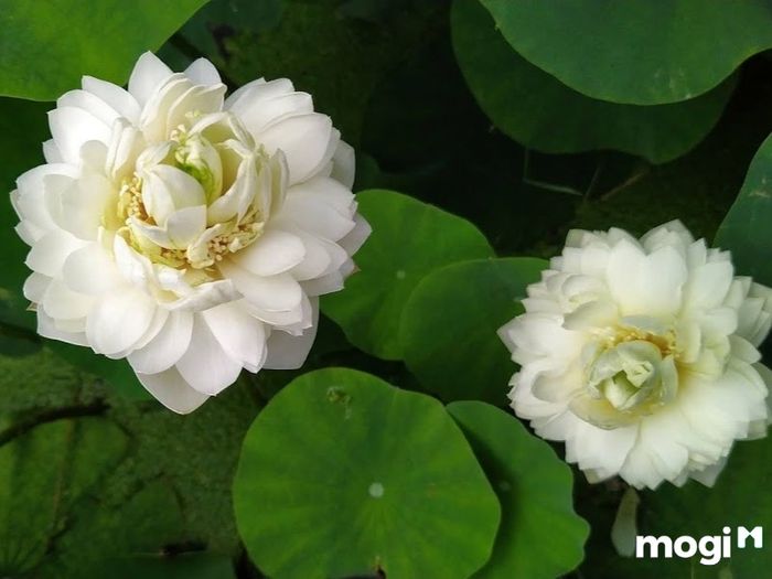 Ý Nghĩa Của Hoa Sen