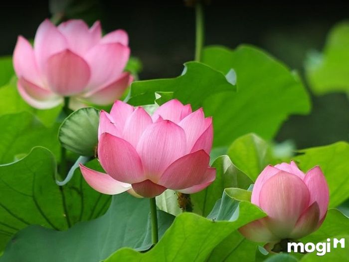 Ý Nghĩa Của Hoa Sen