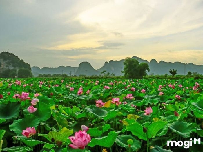 Ý Nghĩa Của Hoa Sen
