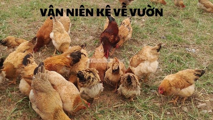 Vận niên