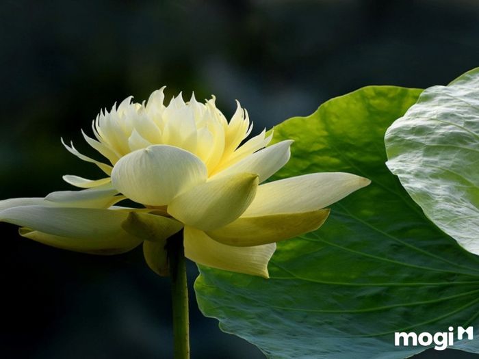 Ý Nghĩa Của Hoa Sen