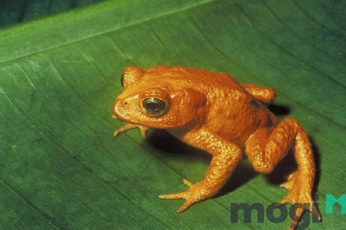 Cóc vàng vào nhà báo hiệu điều gì?