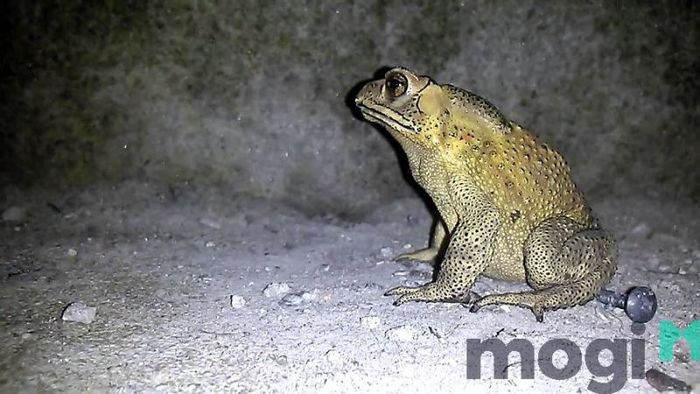 Cóc vào nhà mang điềm báo gì?