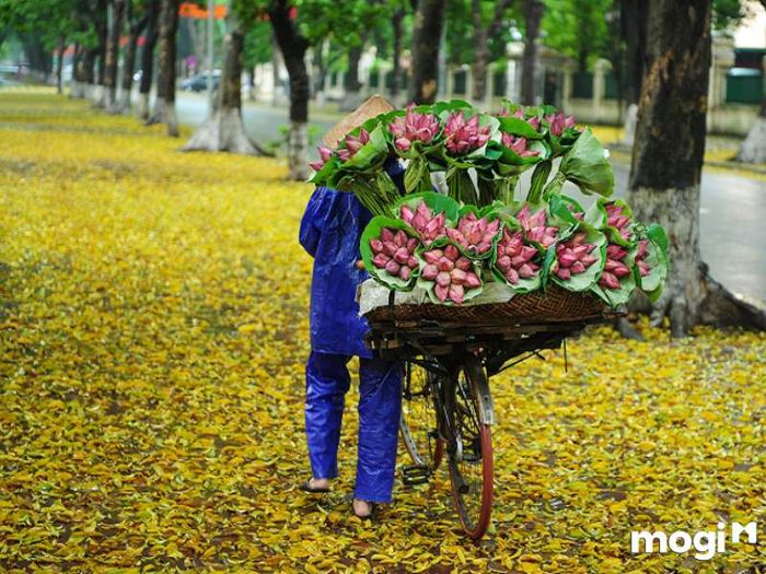 Ý Nghĩa Của Hoa Sen