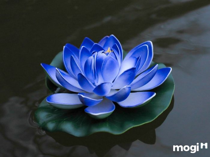 Ý Nghĩa Của Hoa Sen