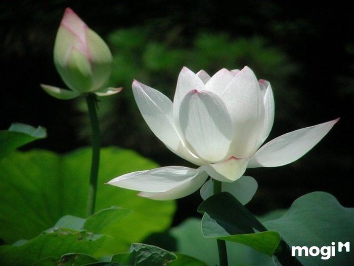 Ý Nghĩa Của Hoa Sen