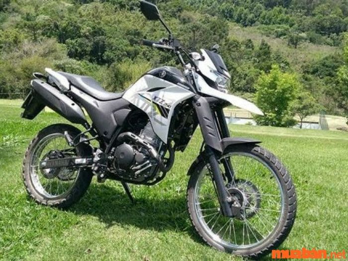 xe cào cào 250cc