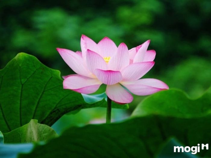 Ý Nghĩa Của Hoa Sen Trong Văn Hóa Việt Nam