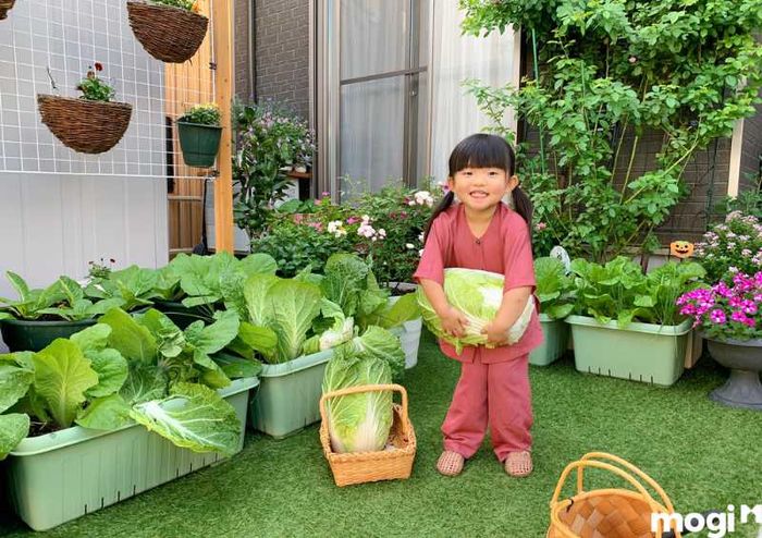 Vườn rau sạch tại nhà giúp tận dụng thời gian rảnh một cách hiệu quả