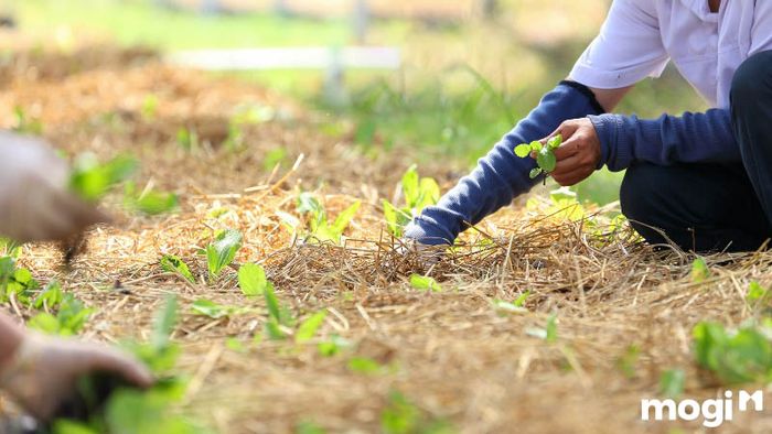 Cách chuẩn bị đất trồng rau