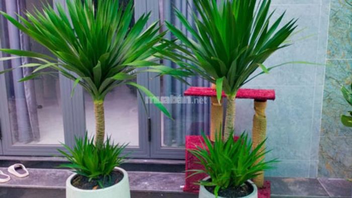 Đặc điểm của cây Phát Tài Núi