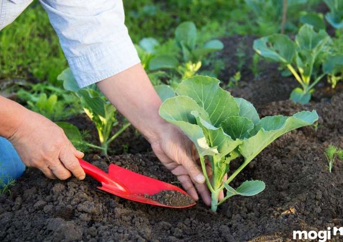 Kiểm soát liều lượng phân bón hóa học cho vườn rau sạch tại nhà