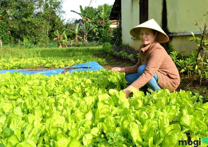 Thu hoạch các loại rau trong vườn rau sạch tại nhà một cách hợp lý