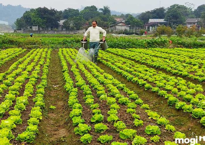 Chăm sóc vườn rau sạch tại nhà hiệu quả