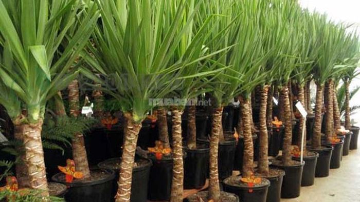Cách trồng cây Phát Tài Núi