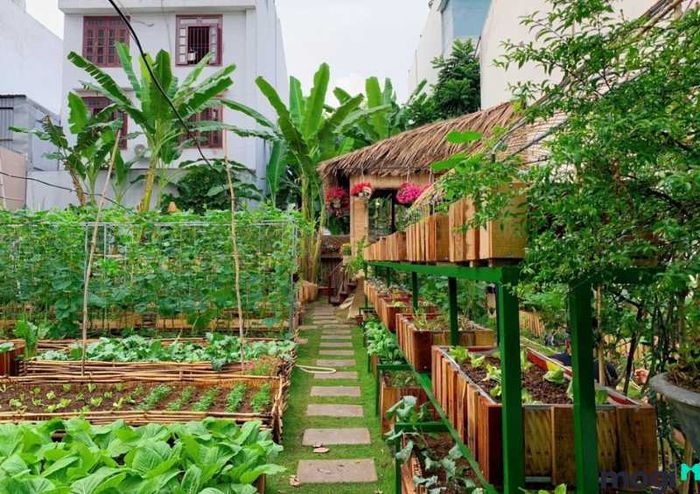 Vườn rau sạch tại nhà mang đến không gian xanh tươi mát cho gia đình