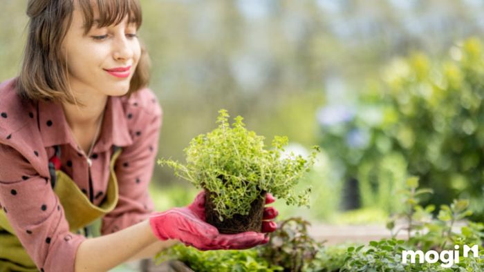 Cách chuẩn bị đất trồng rau hiệu quả