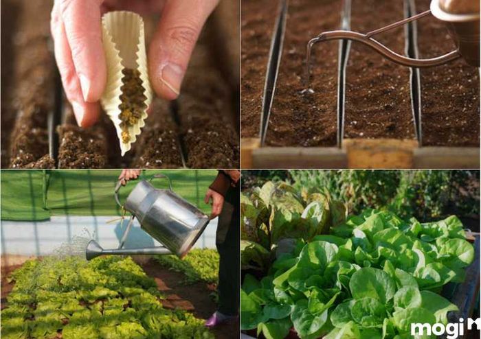 Vườn rau sạch tại nhà dễ thực hiện, tiết kiệm chi phí lâu dài