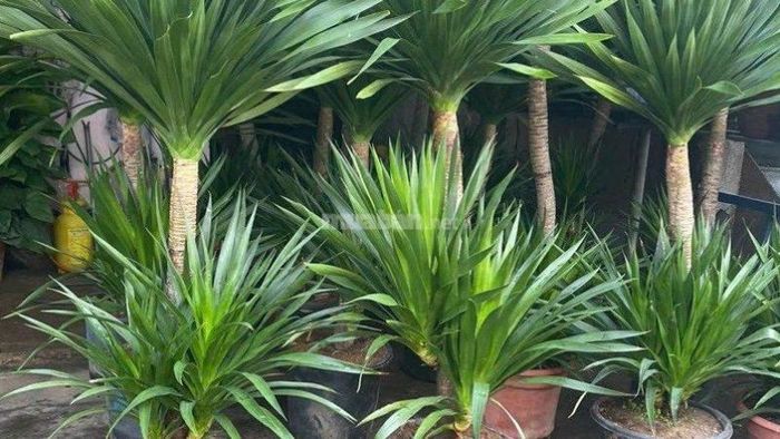 Công dụng của cây Phát Tài Núi