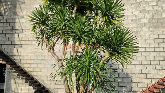Ý nghĩa phong thủy của cây Phát Tài Núi