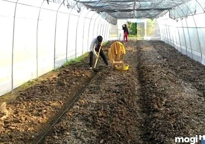 Lựa chọn đất trồng phù hợp cho vườn rau sạch tại nhà của bạn