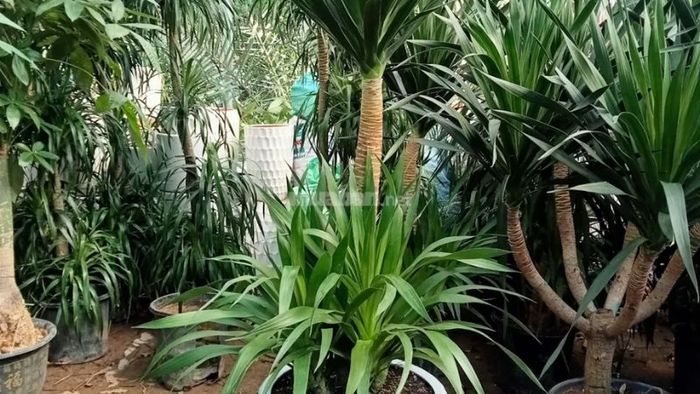 Cây Phát Tài Núi hợp với mệnh và tuổi nào?