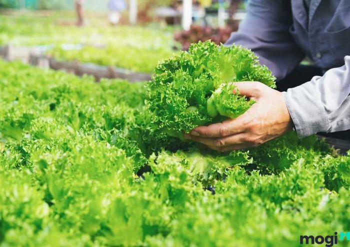 Vườn rau sạch tại nhà giúp bạn hoàn toàn yên tâm về chất lượng rau xanh trong bữa ăn gia đình