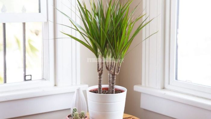 Hướng dẫn chăm sóc cây Phát Tài Núi