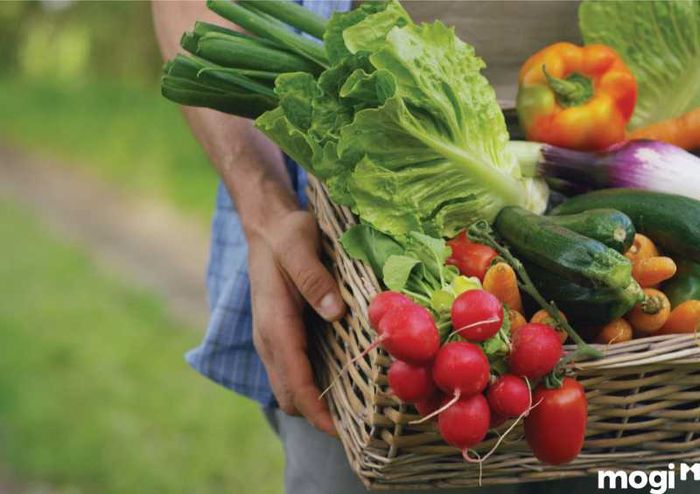 Vườn rau sạch tại nhà cung cấp rau tươi, an toàn cho gia đình bạn