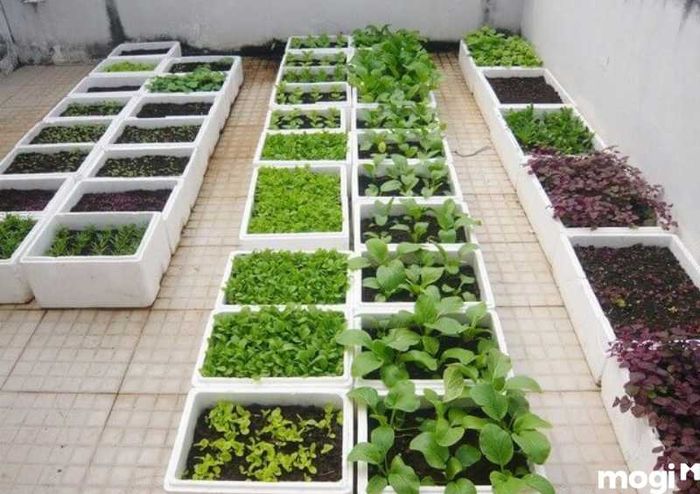 Trồng vườn rau sạch tại nhà trong thùng xốp tiện lợi