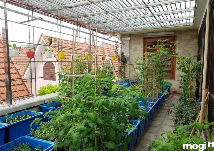 Xác định vị trí và diện tích khu vườn rau sạch tại nhà để tối ưu hóa sự phát triển của cây trồng