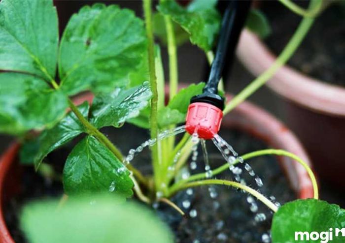 Thiết kế và lắp đặt hệ thống cấp thoát nước cho vườn rau sạch tại nhà để duy trì môi trường sống lý tưởng cho cây trồng