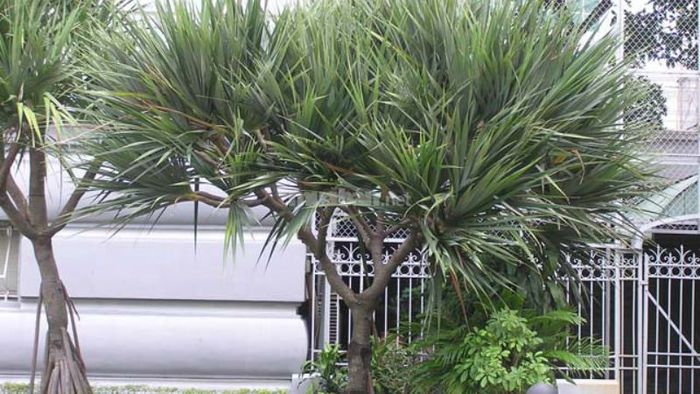 Cây Phát Tài Núi đẹp mắt