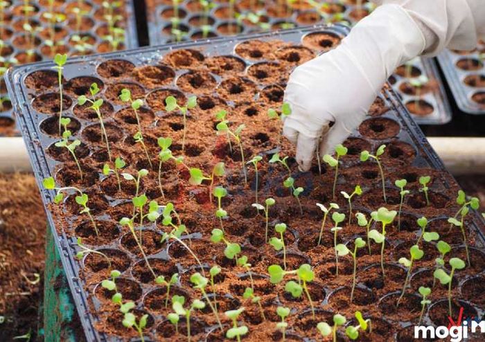 Ngâm và ủ hạt trước khi gieo trồng vào vườn rau sạch tại nhà