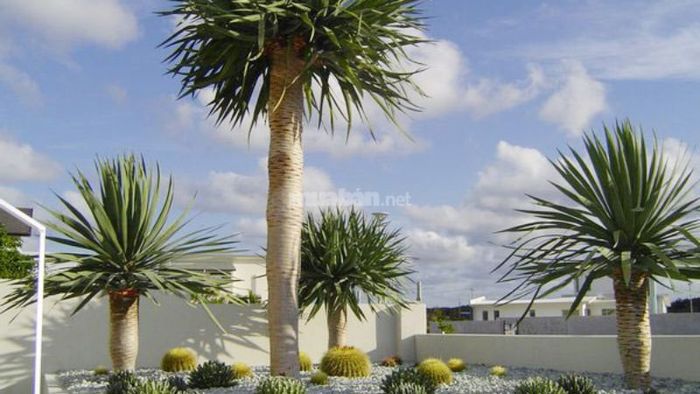 Cây Phất Du Rồng độc đáo