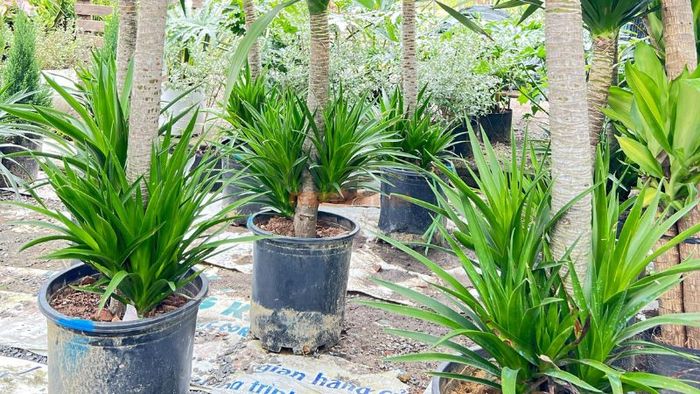 Các giống cây Phát Tài Núi