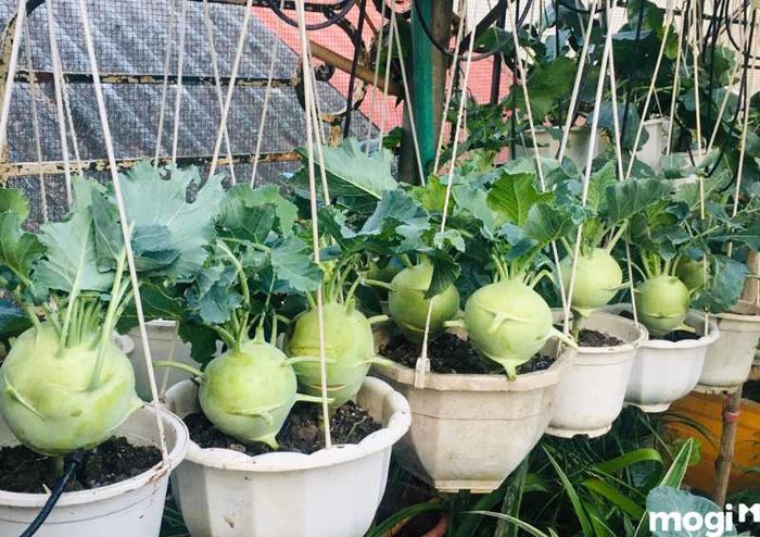 Trồng vườn rau sạch tại nhà với mô hình chậu treo tiện lợi