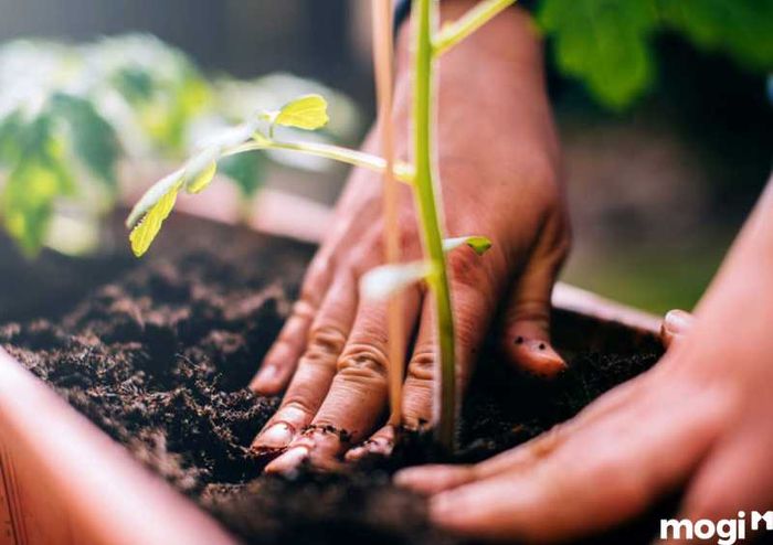 Tái sử dụng đất trồng cho vườn rau sạch tại nhà một cách hiệu quả
